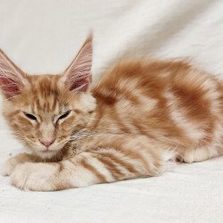 Maine Coon Kozak