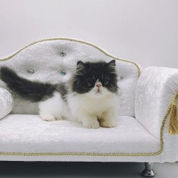 Persian NOV Tamerlane