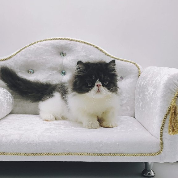 Persian NOV Tamerlane