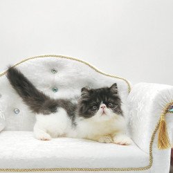 Persian NOV Tamerlane