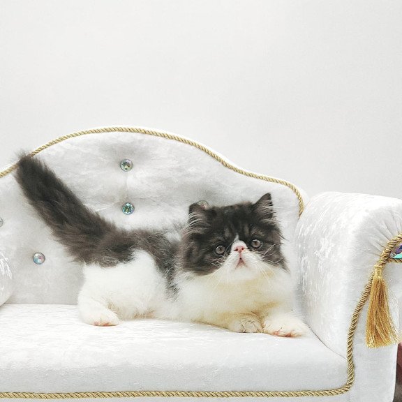 Persian NOV Tamerlane