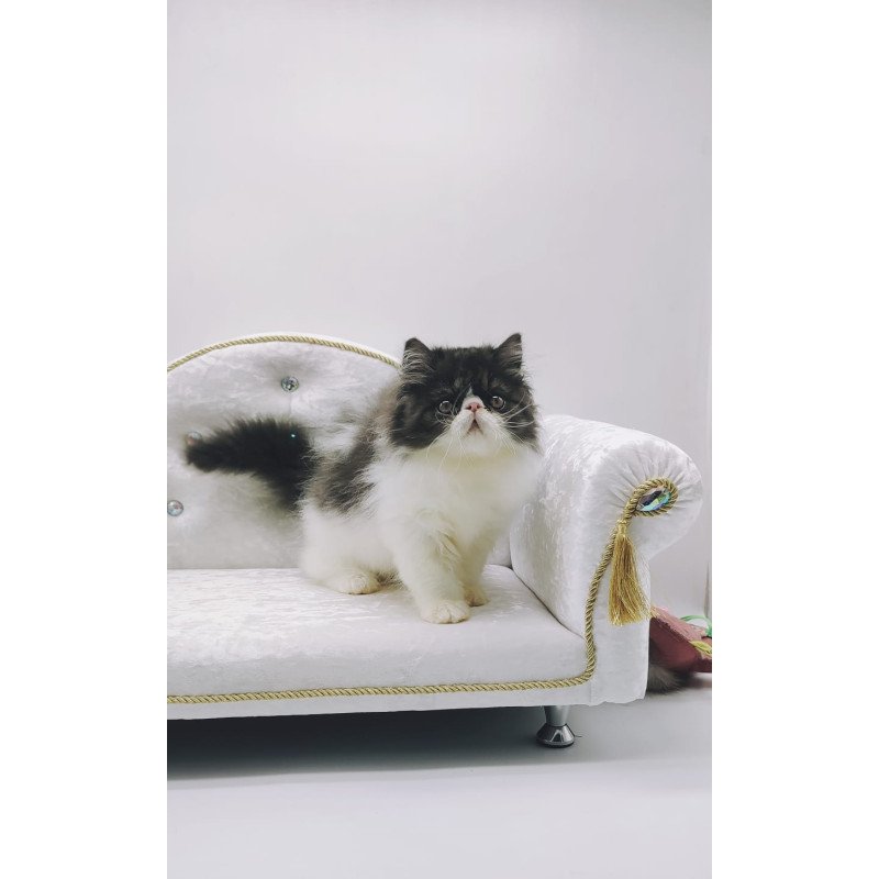 Persian NOV Tamerlane