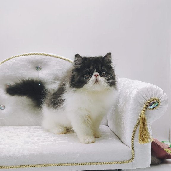 Persian NOV Tamerlane