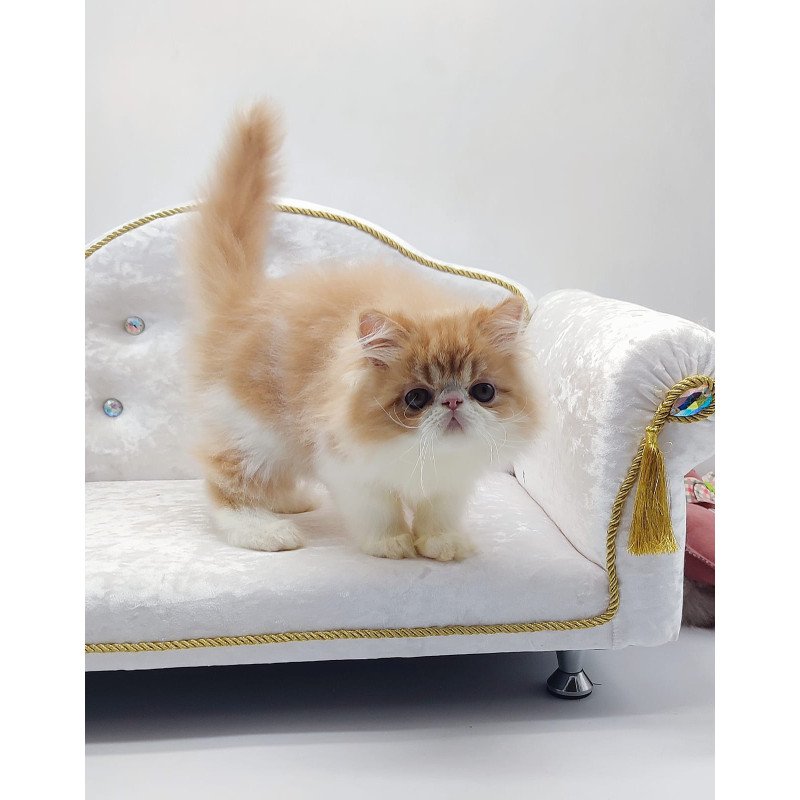Persian NOV Teddy