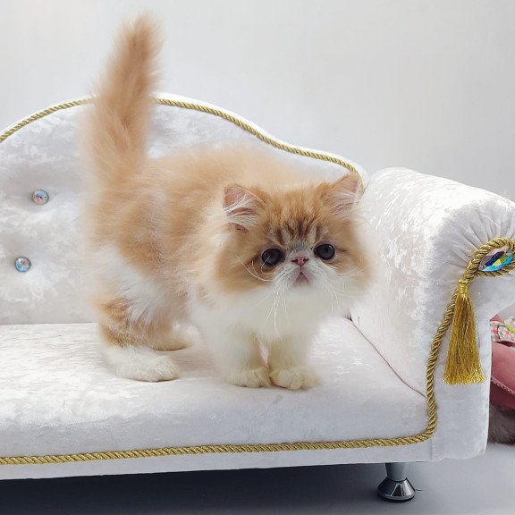 Persian NOV Teddy