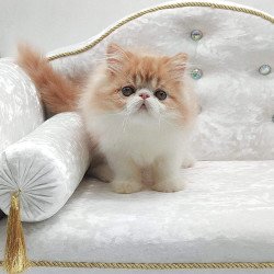 Persian NOV Teddy