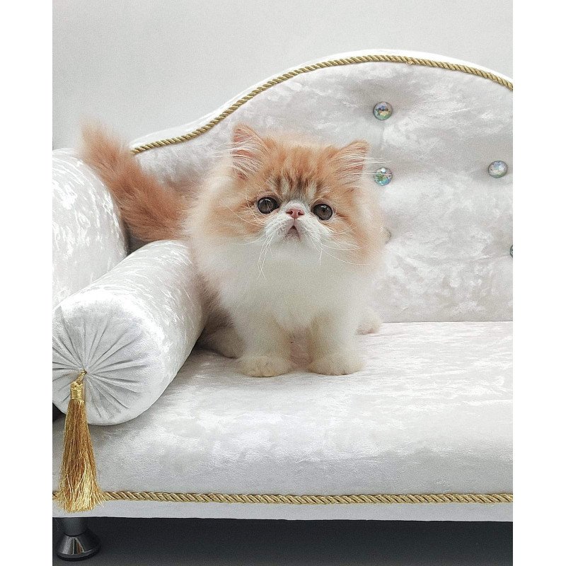 Persian NOV Teddy