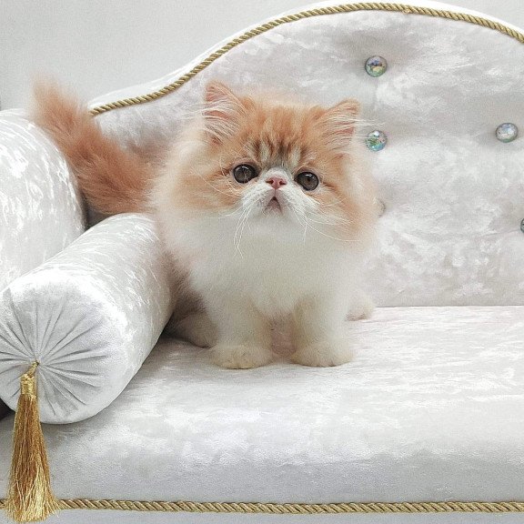 Persian NOV Teddy