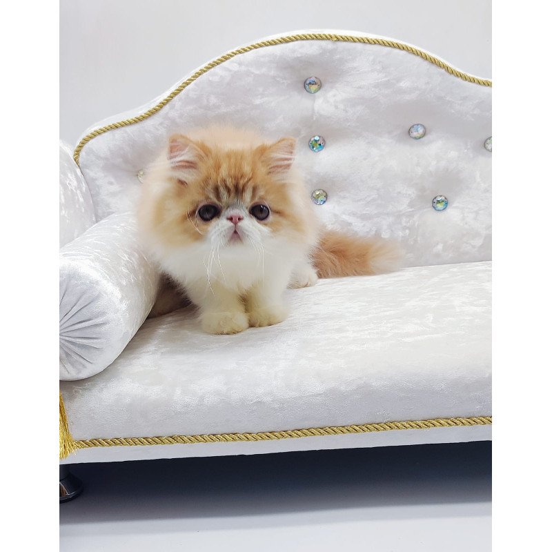 Persian NOV Teddy