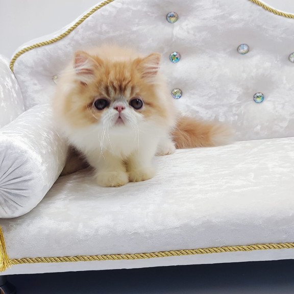 Persian NOV Teddy