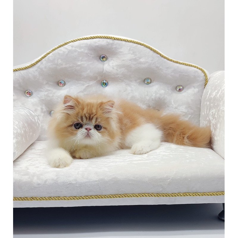 Persian NOV Teddy