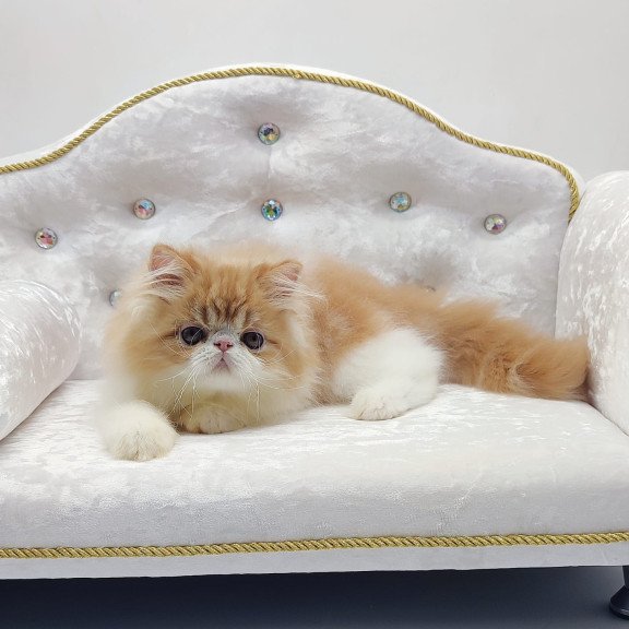 Persian NOV Teddy