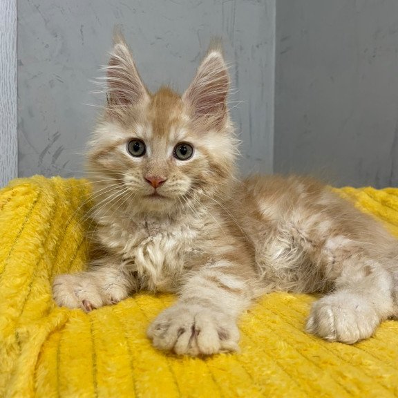Maine Coon NOV Nicholas