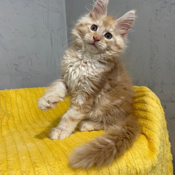 Maine Coon NOV Nicholas