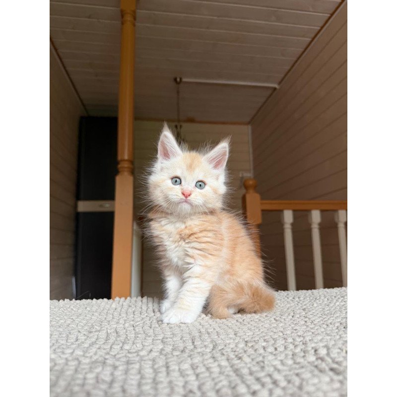 Maine Coon NOV Champ