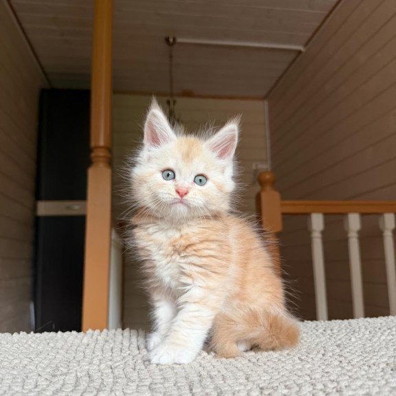 Maine Coon NOV Champ
