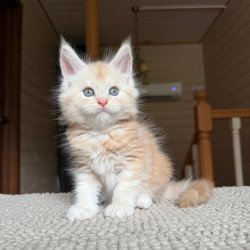Maine Coon NOV Champ