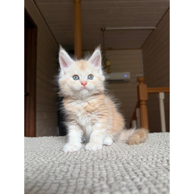 Maine Coon NOV Champ