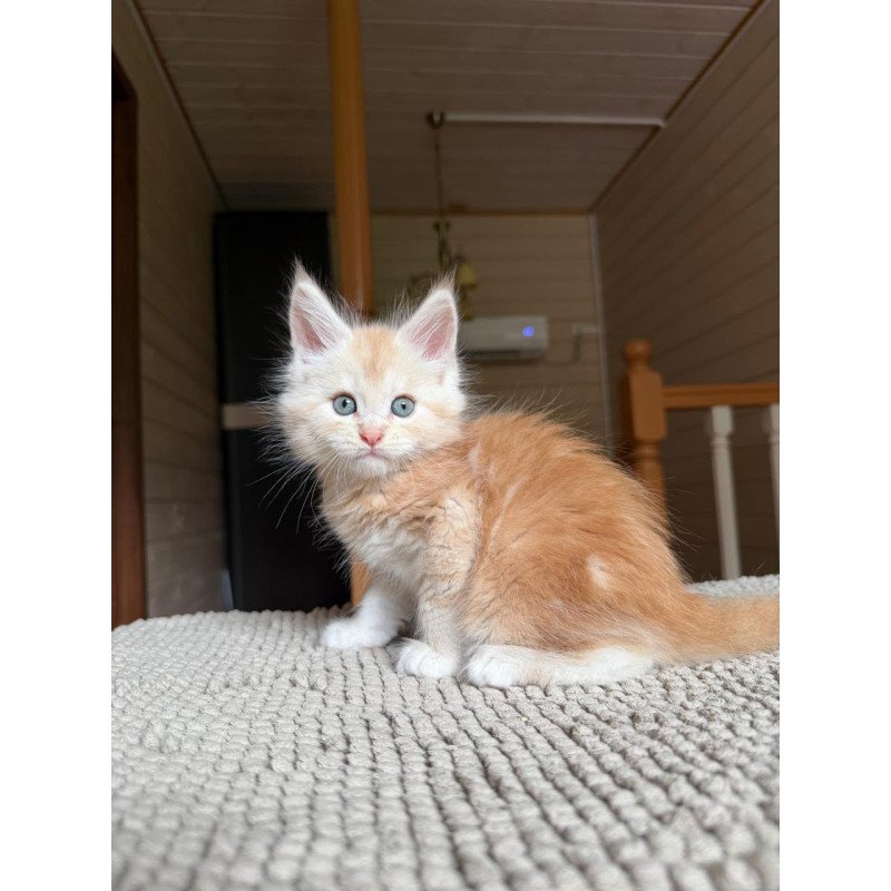 Maine Coon NOV Champ
