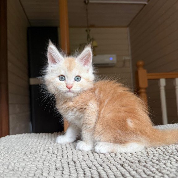 Maine Coon NOV Champ