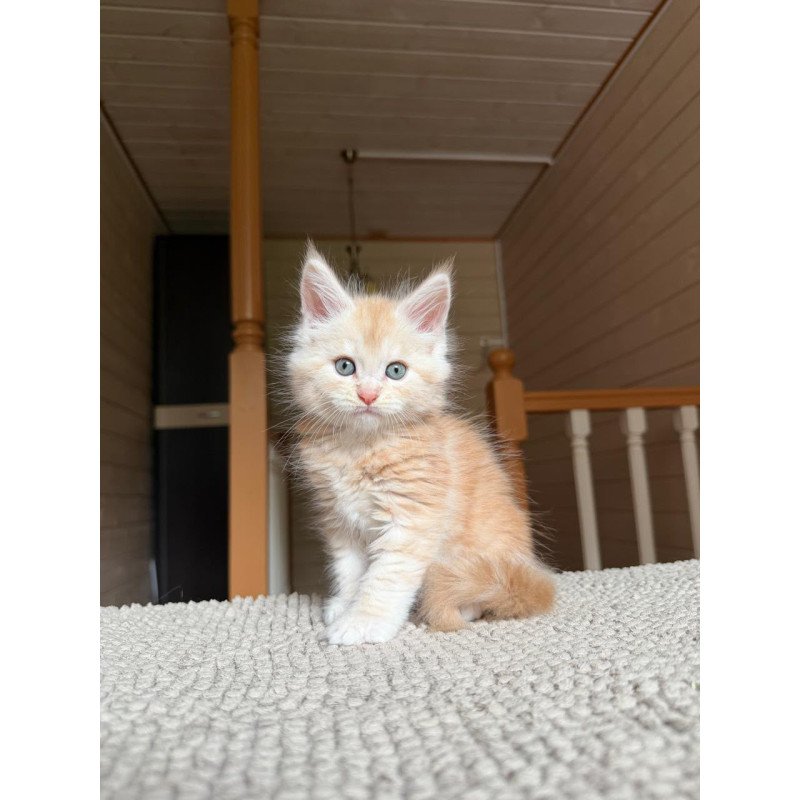 Maine Coon NOV Champ