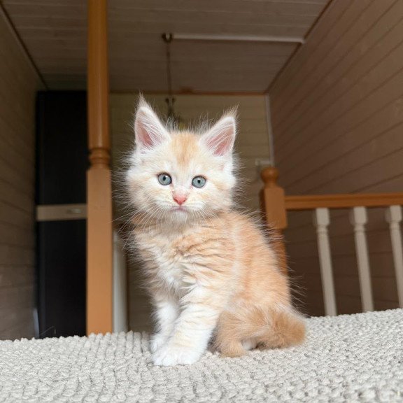 Maine Coon NOV Champ
