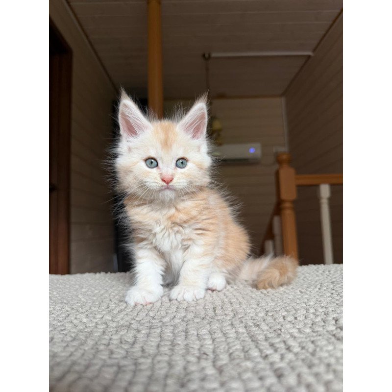 Maine Coon NOV Champ