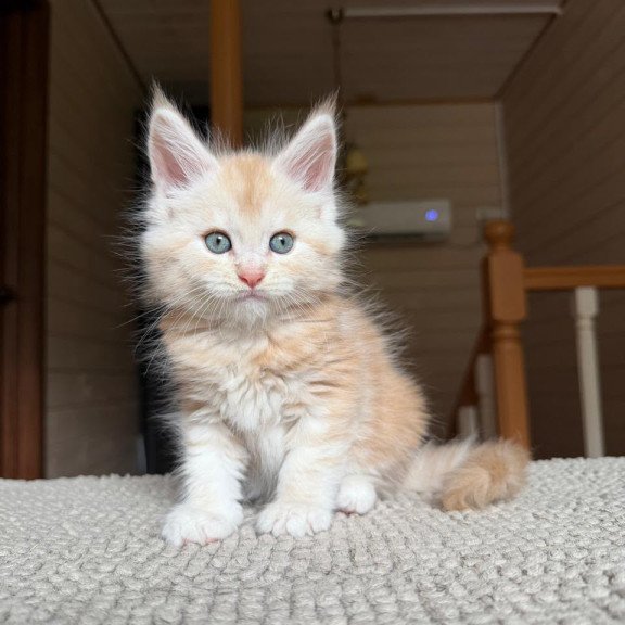 Maine Coon NOV Champ