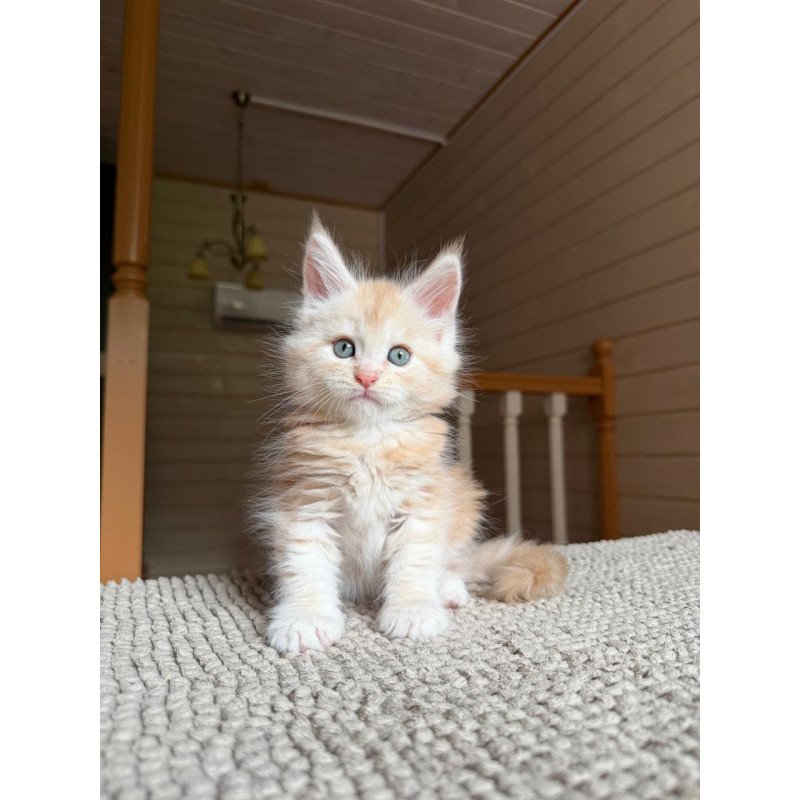 Maine Coon NOV Champ