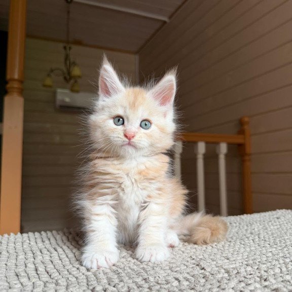 Maine Coon NOV Champ