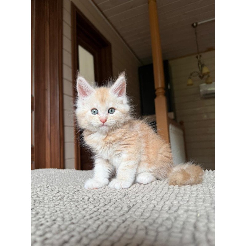 Maine Coon NOV Champ