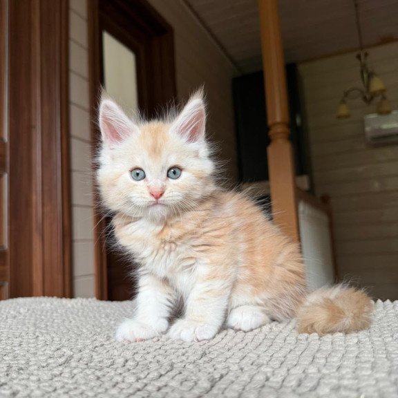 Maine Coon NOV Champ