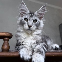 Maine Coon NOV Atlant