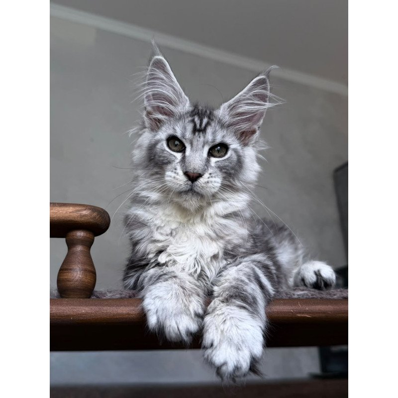 Maine Coon NOV Atlant