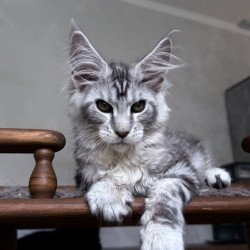 Maine Coon NOV Atlant