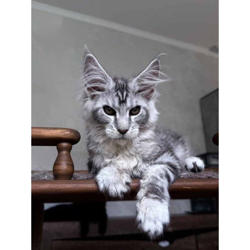Maine Coon NOV Atlant