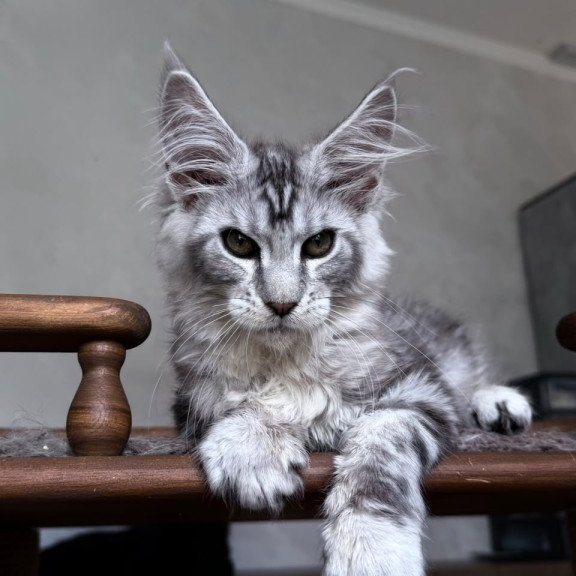 Maine Coon NOV Atlant