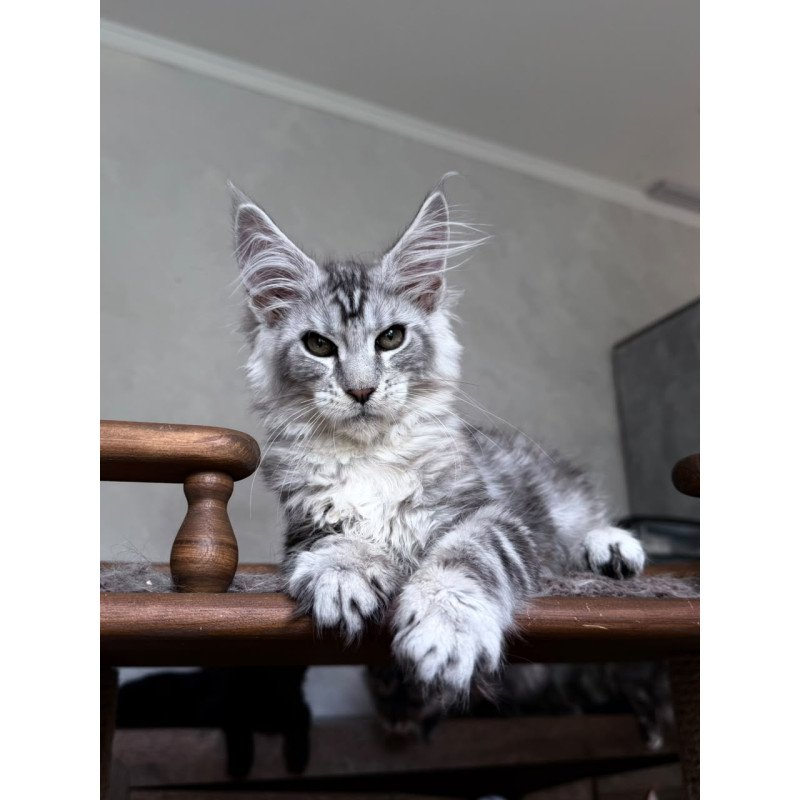 Maine Coon NOV Atlant