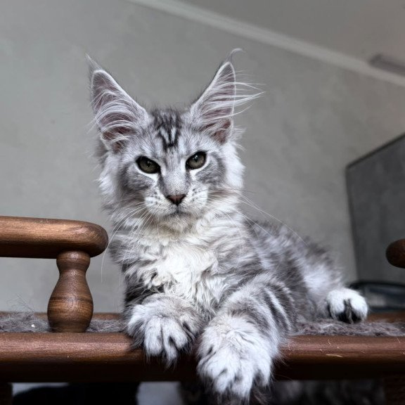 Maine Coon NOV Atlant