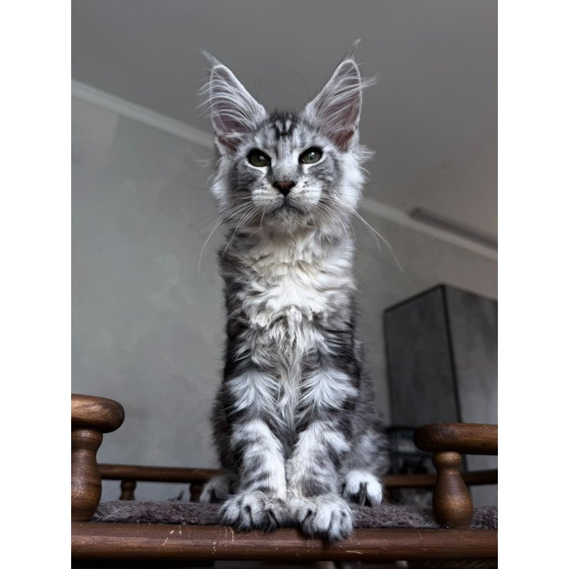 Maine Coon NOV Atlant