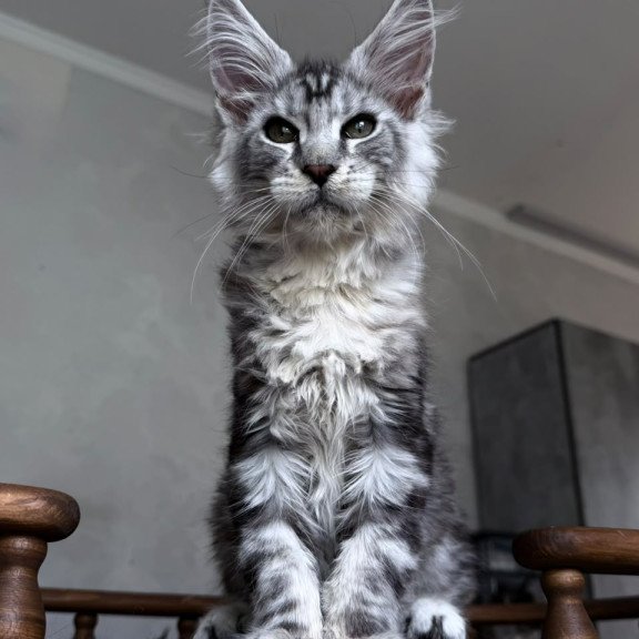 Maine Coon NOV Atlant