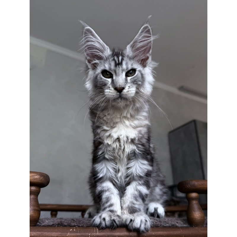 Maine Coon NOV Atlant