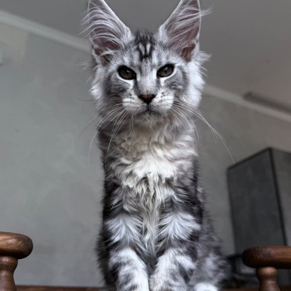 Maine Coon NOV Atlant