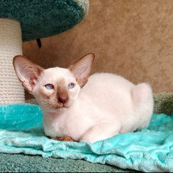 Siamese NOV Walter