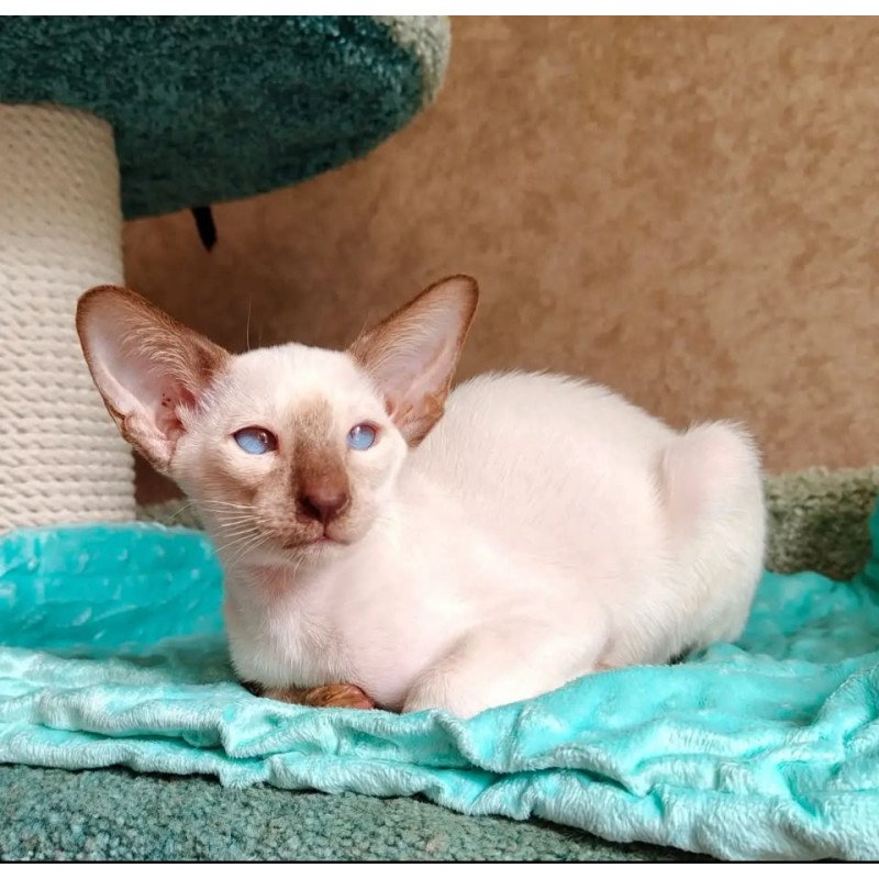 Siamese NOV Walter