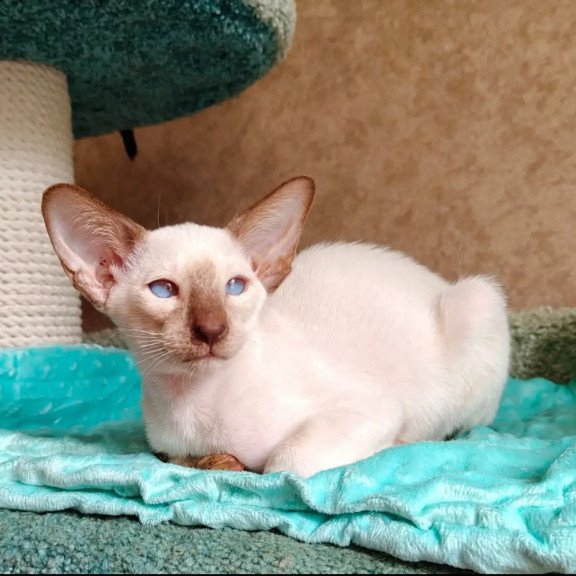 Siamese NOV Walter