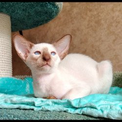Siamese NOV Walter