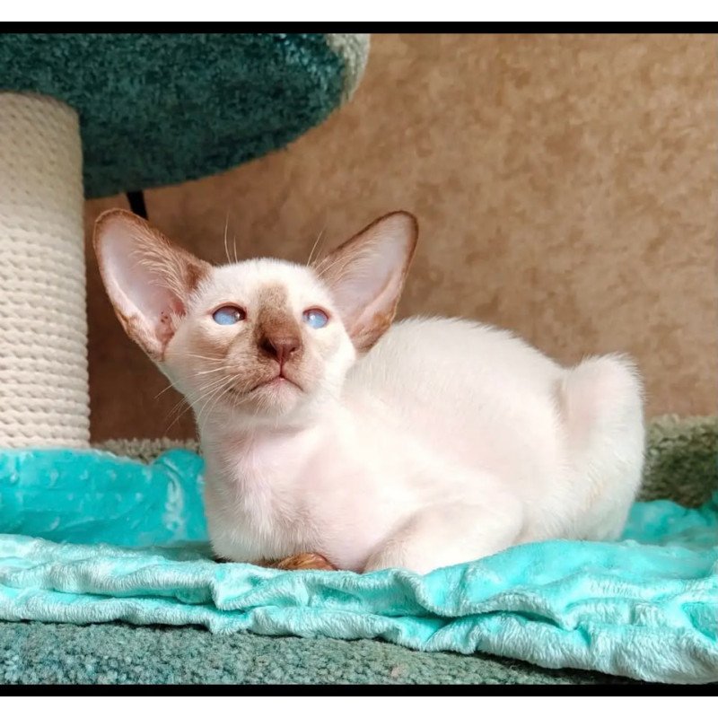 Siamese NOV Walter