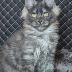 Maine Coon NOV Byron...