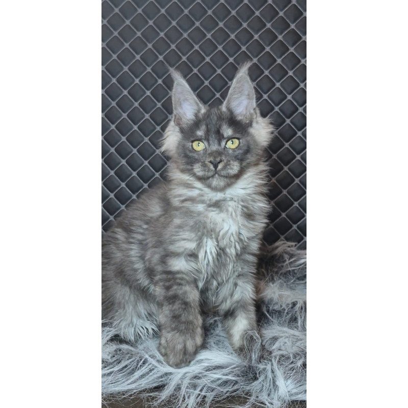 Maine Coon NOV Byron Polydactyl